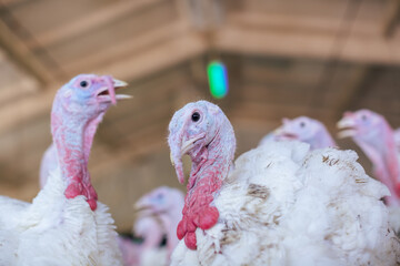 turkey farm. turkey close-up. turkey rearing concept