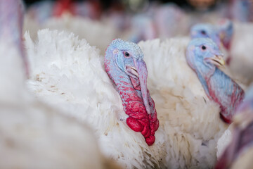 turkey farm. turkey close-up. turkey rearing concept