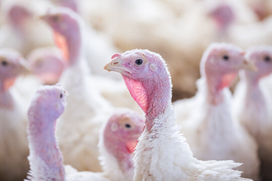 turkey farm. turkey close-up. turkey rearing concept