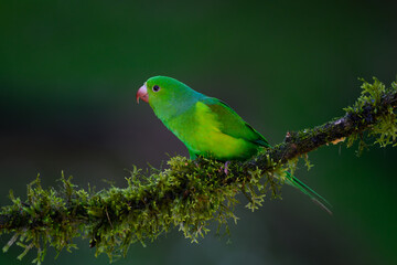 Plain Parakeet on mossy stick against dark  green background