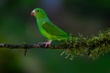 Fototapeta na wymiar Plain Parakeet on mossy stick against dark green background