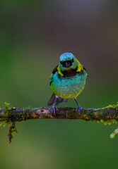 Green-headed Tanager on mossy stick on rainy day against dark  green background