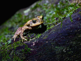 Beaked Toads portrait at night in Atlantic Rainforest