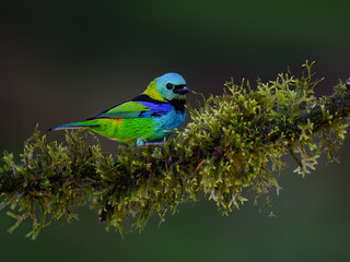 Green-headed Tanager on mossy stick on rainy day against dark  green background