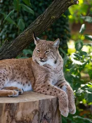 Photo sur Plexiglas Lynx Portrait of an adult male Carpathian lynx, Lynx lynx carpaticus