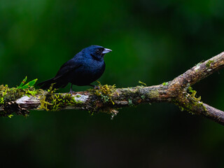 Ruby-crowned Tanager on mossy stick against green background