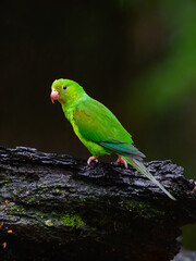 Plain Parakeet on snag on rainy day against dark green background