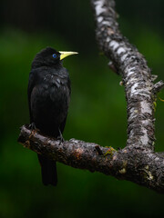 Red-rumped Cacique on tree branch on rainy day against dark  green background