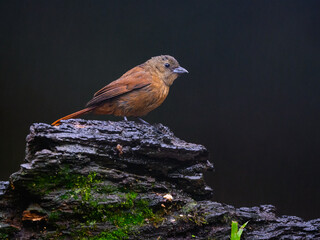 White-lined tanager on snag on rainy day against dark  green background
