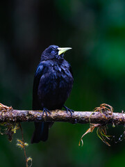 Red-rumped Cacique on mossy stick on rainy day against dark  green background