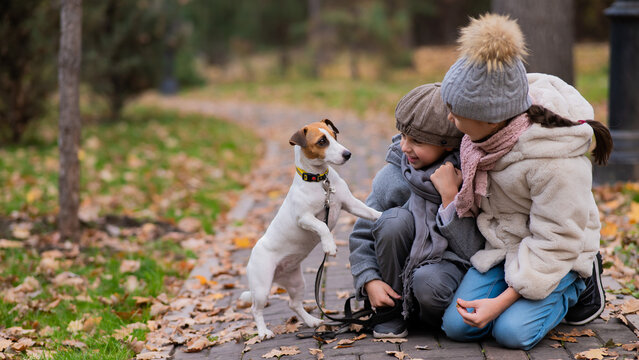 Caucasian boy and girl posing sitting on sidewalk with jack russell terrier dog in park in autumn.