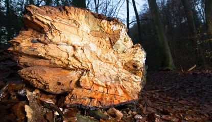 broken tree-runk after storm in late autumn in a streak of sunlight shortly after sunrise