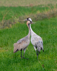 Common crane or Grus grus also known as the Eurasian crane, seen near Nalsarovar