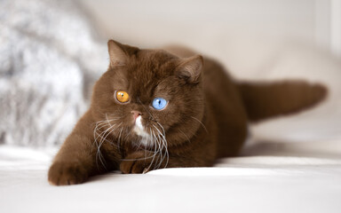 Traumhaft schöne und edle Britisch Kurzhaar Katze in cinnamon Odd eyed