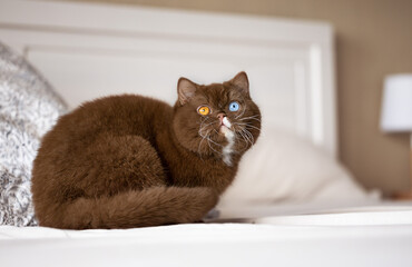 Traumhaft schöne und edle Britisch Kurzhaar Katze in cinnamon Odd eyed