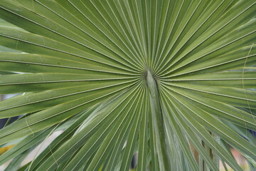 Bismarckia nobilis, Arecaceae family. Manaus, Amazon – Brazil.