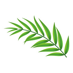 Tropical leaves element with transparent background. realistic isolated image of leaf bush plant. Tropical leaves foliage plants bush floral arrangement nature backdrop.