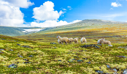 Sheep grazing in mountain landscape panorama Rondane National Park Norway.