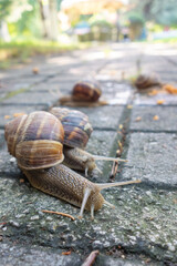 Snail family eat a apricot fallen to sideway
