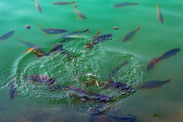 Fototapeta na wymiar peixes no lago verde