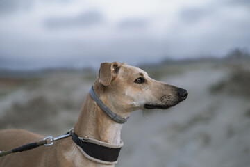 Ivo the spanish greyhound on a winter beach