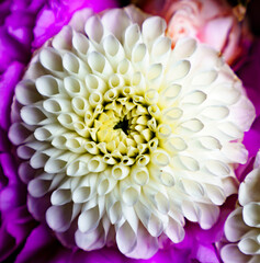 White Dahlia close up and pink background