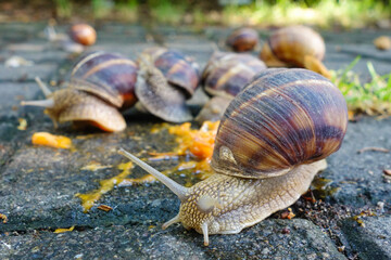 Snail family eat a apricot fallen to sideway