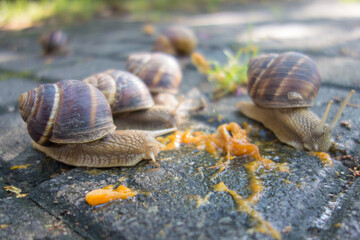 Snail family eat a apricot fallen to sideway
