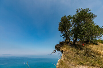 Fototapeta na wymiar Trees growing on the edge of the high cliff with roots without soil, Corfu, Greece
