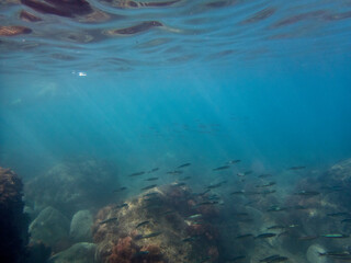 Fototapeta na wymiar Vista subacquea della barriera corallina con pesci che nuotano nell'acqua