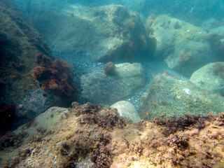 Fototapeta na wymiar Vista subacquea delle rocce e delle alghe sul fondo marino di Sant'Alessio Siculo