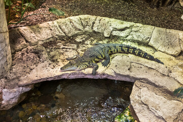 Big crocodile lies on the gray rocks