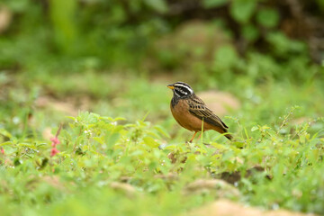 Cinnamon-breasted Bunting - Emberiza tahapisi - beautiful medium-sized bird that lives in green nature and mountains
