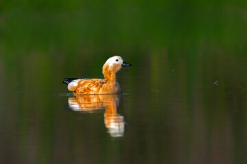 Rudy Shelduck and it's reflection. 