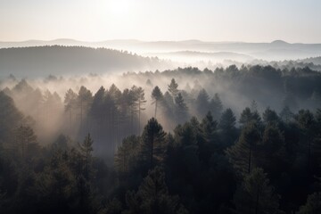 Naklejka premium pine forest in the mountains, blanketed in morning mist. The trees rise tall and straight, with their branches covered in needles that are tinged with dew Generative AI