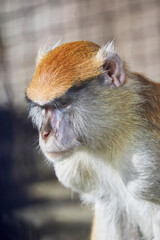 Hussar monkey dozing in the sun, (Erythrocebus patas)