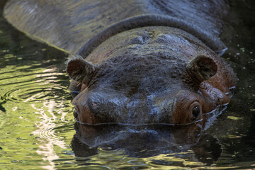 A closeup portrait of a hippopotamus