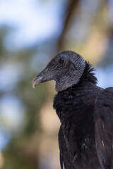 Portrait of a Black Vulture, Coragyps atratus, also known as the American Black Vulture