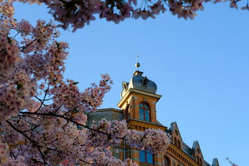Cherry blossom during early spring framing historic building at gothenburg, sweden