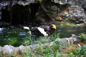 Steller's Sea-Eagle (Haliaeetus pelagicus) bathing 