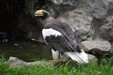 Steller's Sea-Eagle (Haliaeetus pelagicus) portrait