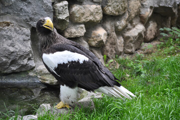 Steller's Sea-Eagle (Haliaeetus pelagicus) portrait