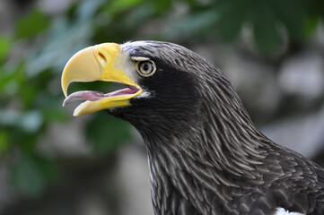 Steller's Sea-Eagle (Haliaeetus pelagicus) portrait