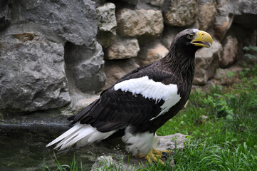 Obraz premium Steller's Sea-Eagle (Haliaeetus pelagicus) portrait