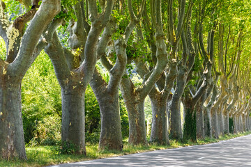 Fototapeta premium Alley of old trimmed platanus trees