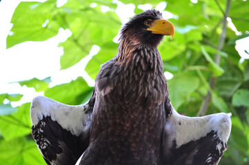 Steller's Sea-Eagle (Haliaeetus pelagicus) portrait
