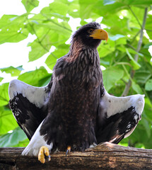 Steller's Sea-Eagle (Haliaeetus pelagicus) portrait