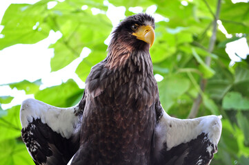 Steller's Sea-Eagle (Haliaeetus pelagicus) portrait