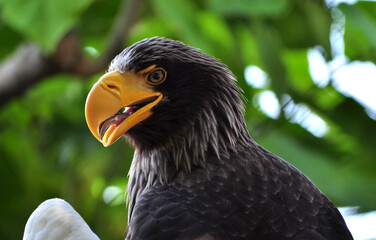 Steller's Sea-Eagle (Haliaeetus pelagicus) portrait