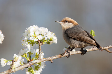 Brown-headed Nuthatch